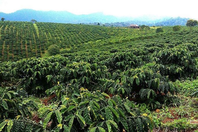 Bạt ngàn cà phê tại Tây Nguyên